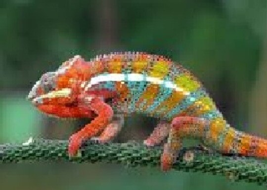 Photo of a colorful chameleon on a branch